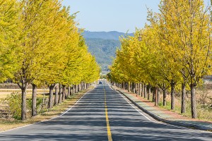 통일전 은행나무길