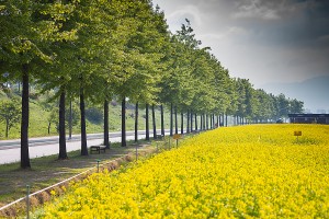 구리한강시민공원 유채꽃