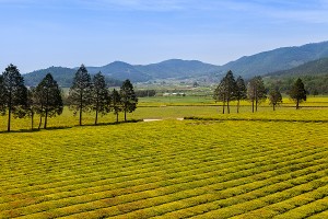 보성 녹차밭