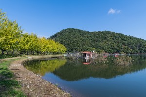 괴산 문광저수지 은행나무