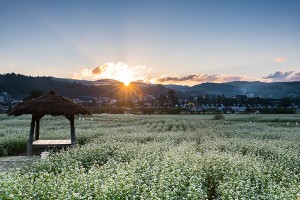 봉평 메밀꽃밭 일출