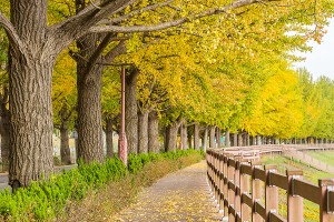 아산 은행나무길