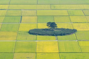 하동군 악양면 부부송