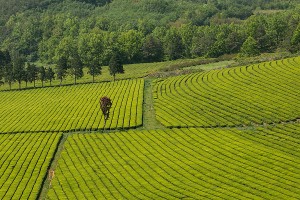 보성 녹차밭