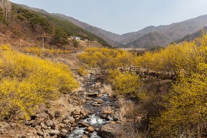 구례 산수유