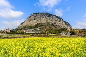 산방산과 유채꽃