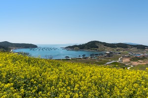 청산도 유채꽃