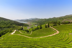 보성 녹차밭