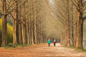 담양 메타세콰이어길
