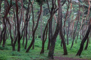 경주 삼릉 소나무숲