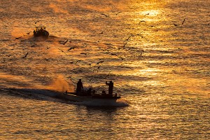 울산 강양항 멸치잡이배