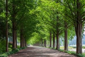 담양 메타세콰이어길