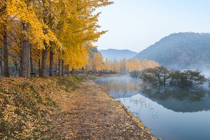 문광저수지 은행나무