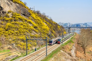 응봉산 개나리꽃