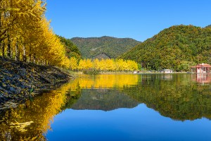 문광저수지 은행나무