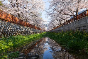 진해 여좌천 벚꽃